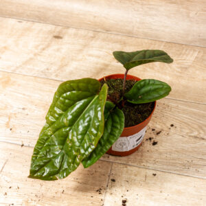 Anthurium luxurians x radicans 004 SAD