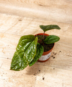 Anthurium luxurians x radicans 004 SAD