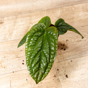 Anthurium luxurians x radicans 005
