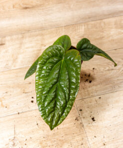 Anthurium luxurians x radicans 005