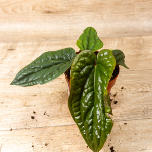 Anthurium luxurians x radicans 006 SAD
