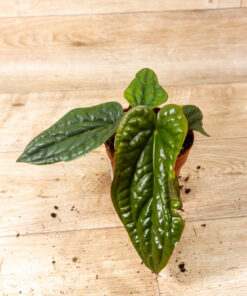 Anthurium luxurians x radicans 006 SAD