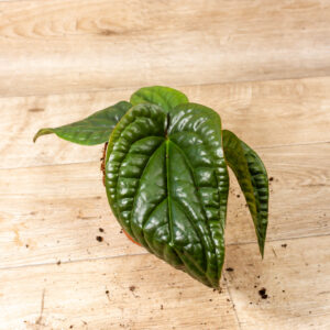 Anthurium luxurians x radicans 007