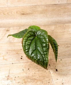 Anthurium luxurians x radicans 007