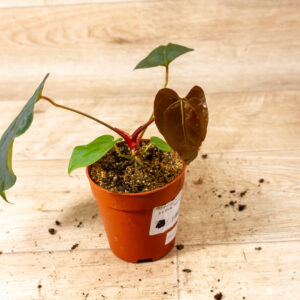 Anthurium Ace of Spades (AOS) x Blue Papillilaminum 001