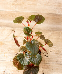 Begonia spp. NOID Variegata 001