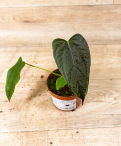 Anthurium Queen of Hearts 001