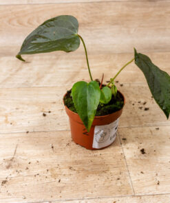 Anthurium Queen of Hearts 002
