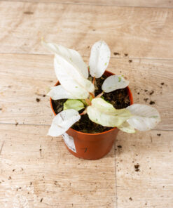 Philodendron snowdrift 001