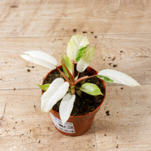 Philodendron snowdrift 002