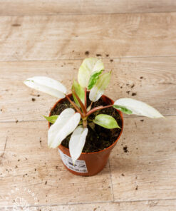 Philodendron snowdrift 002