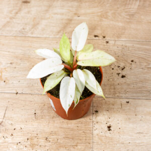 Philodendron snowdrift 003