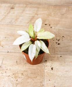 Philodendron snowdrift 003