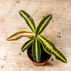 Labisia sp. ‚Jambi/Jabi" 001