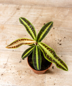 Labisia sp. ‚Jambi/Jabi" 001