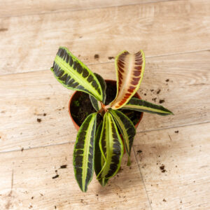 Labisia sp. ‚Jambi/Jabi" 002