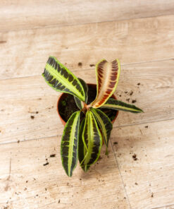 Labisia sp. ‚Jambi/Jabi" 002