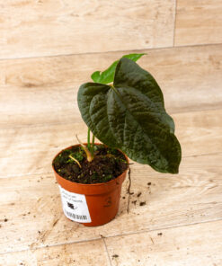 Anthurium Queen of Hearts 003