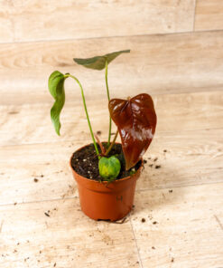Anthurium Queen of Hearts 004
