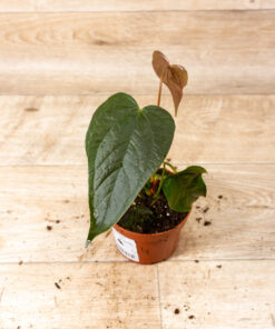 Anthurium Queen of Hearts 005
