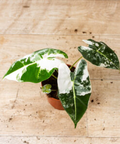 Alocasia frydek variegata 001