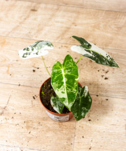 Alocasia frydek variegata 002