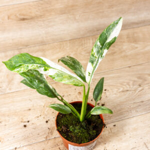 Epipremnum Giganteum Marble Variegata 001