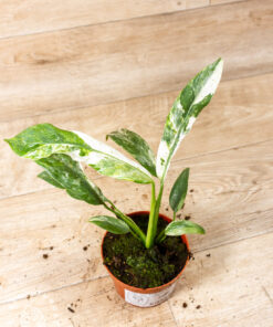 Epipremnum Giganteum Marble Variegata 001