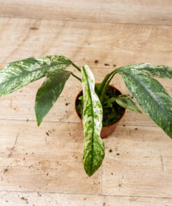 Epipremnum Giganteum Marble Variegata 002