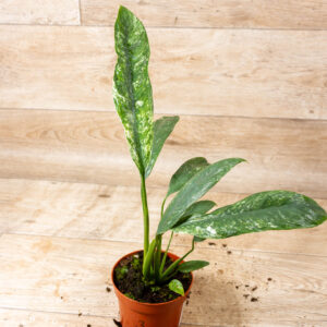 Epipremnum Giganteum Marble Variegata 003