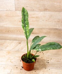 Epipremnum Giganteum Marble Variegata 003