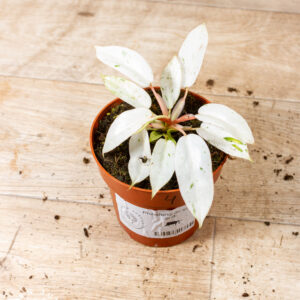 Philodendron snowdrift 004