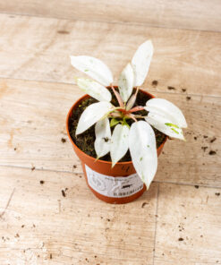 Philodendron snowdrift 004