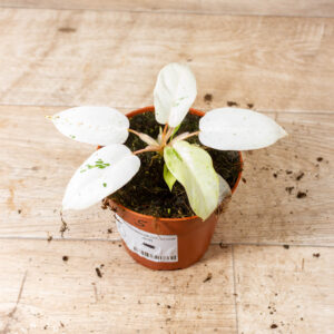 Philodendron snowdrift 005