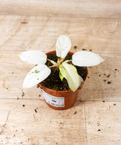 Philodendron snowdrift 005