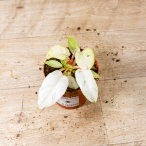 Philodendron snowdrift 007