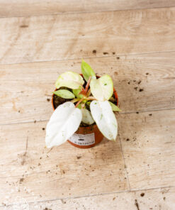 Philodendron snowdrift 007