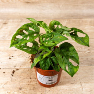 Monstera adansonii mint 003