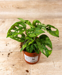 Monstera adansonii mint 003