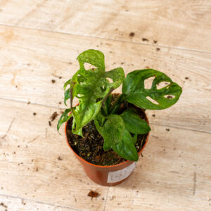 Monstera adansonii mint 004