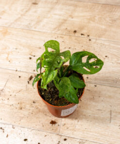 Monstera adansonii mint 004