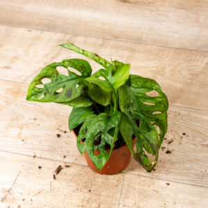 Monstera adansonii mint 005