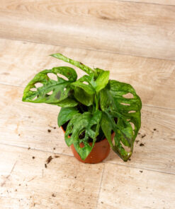 Monstera adansonii mint 005