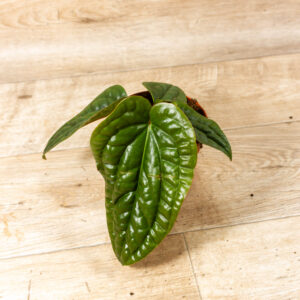 Anthurium luxurians x radicans 008