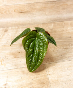 Anthurium luxurians x radicans 008