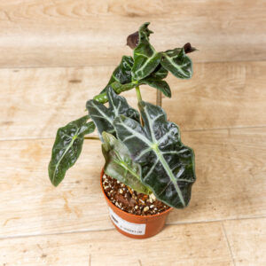 Alocasia polly variegata 001