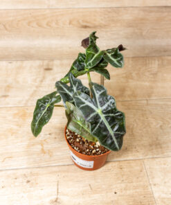 Alocasia polly variegata 001