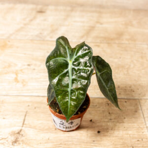 Alocasia polly variegata 002