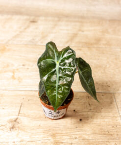 Alocasia polly variegata 002