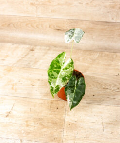 Alocasia frydek variegata 003